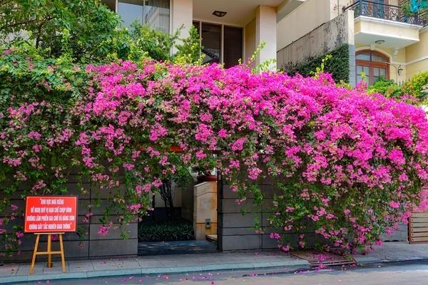 Xôn xao bảng chữ DA NANG trên bán đảo Sơn Trà như Hollywood-2