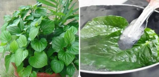 Uống nước lá lốt hàng ngày có tốt không?-1