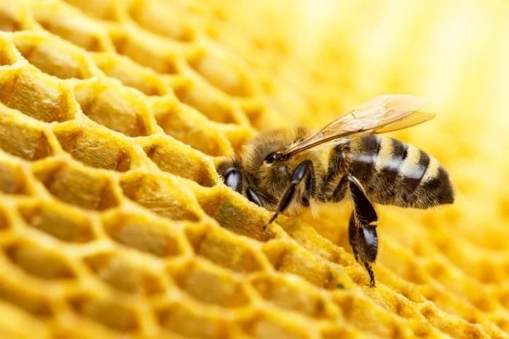 Ong làm tổ trong nhà là điều tốt hay xấu?-1