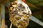 Ong làm tổ trong nhà là điều tốt hay xấu?