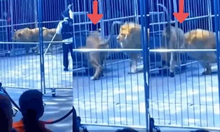 Hai con sư tử xổng khỏi lồng sắt khi đang biểu diễn, khán giả náo loạn-1