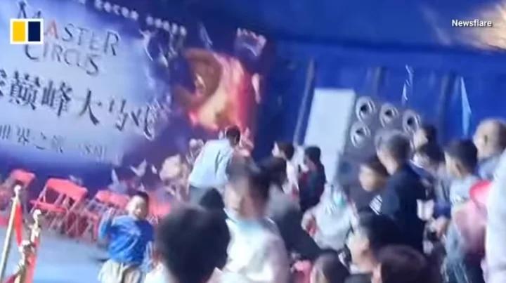 Hai con sư tử xổng khỏi lồng sắt khi đang biểu diễn, khán giả náo loạn-2