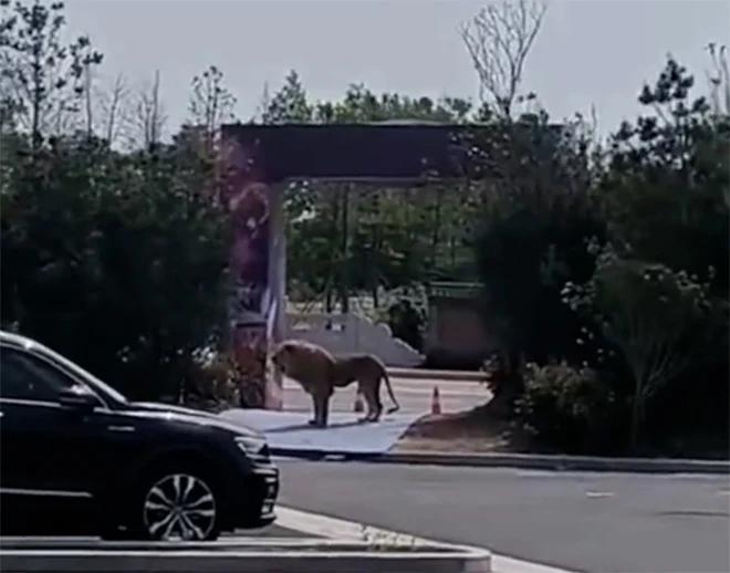 Hai con sư tử xổng khỏi lồng sắt khi đang biểu diễn, khán giả náo loạn-3