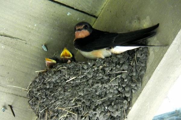 Văn khấn Tết Hàn thực mùng 3/3 được sử dụng nhiều nhất-2