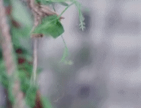 Nụ hôn bị chê mất vệ sinh, phi logic trên phim ảnh-8