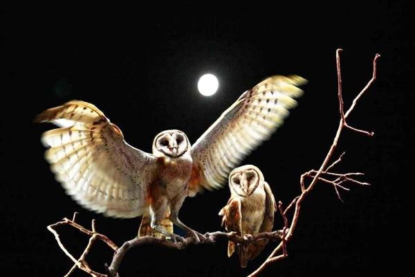 Thực hư quan niệm dân gian về tiếng chim lợn kêu-1