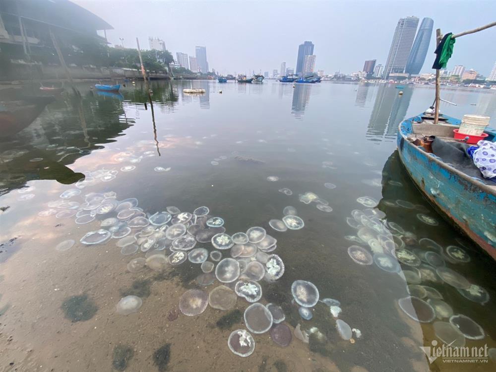 Xác sứa nước lợ xếp lớp bên bờ sông Hàn-1