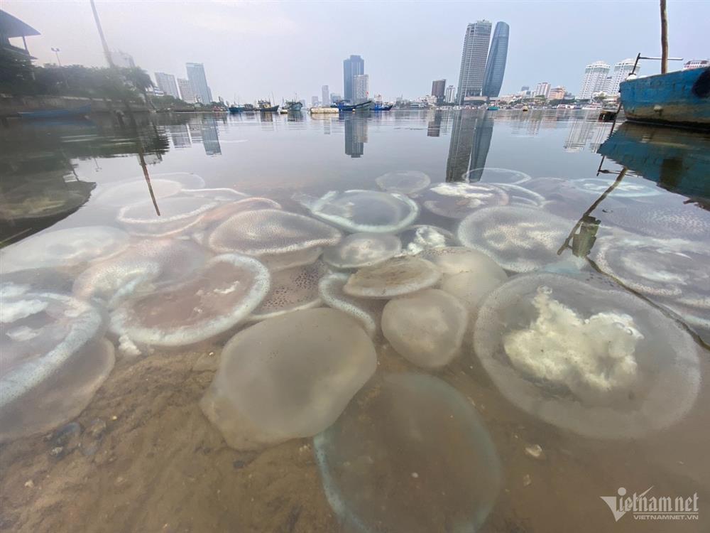 Xác sứa nước lợ xếp lớp bên bờ sông Hàn-3