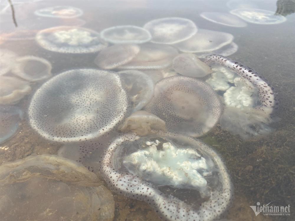 Xác sứa nước lợ xếp lớp bên bờ sông Hàn-4