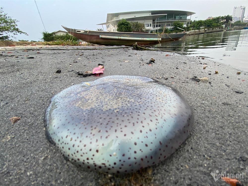 Xác sứa nước lợ xếp lớp bên bờ sông Hàn-6