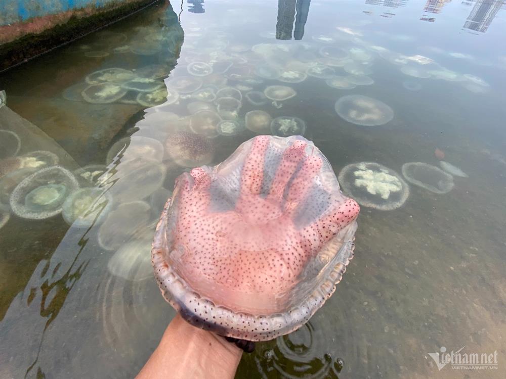 Xác sứa nước lợ xếp lớp bên bờ sông Hàn-8