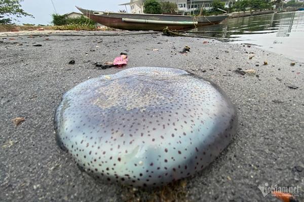 Sứa đỏ tràn về Hà Nội, thực khách chen chúc ngồi vỉa hè thưởng thức-8