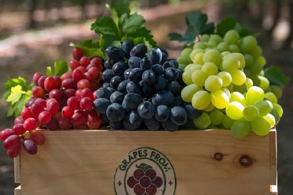 Những trái cây mùa hè gây nóng gan, khi ăn cần lưu ý kẻo dễ mẩn ngứa-2