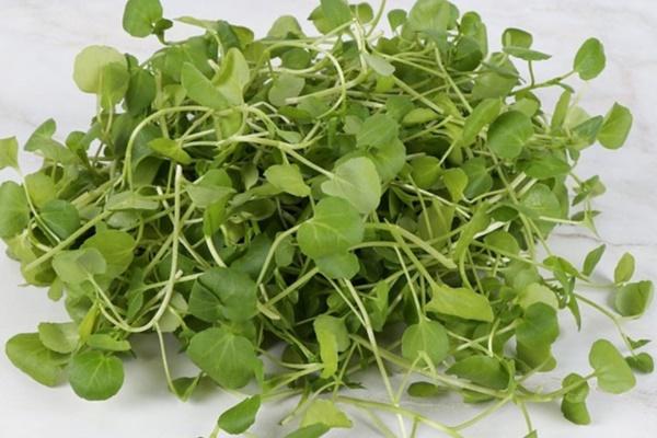 Tác dụng của trà, cà phê với bệnh tiểu đường-2