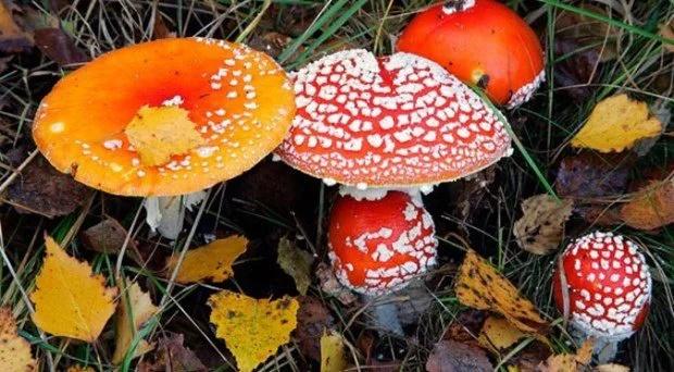 Tai nạn thường gặp khi đi du lịch, ai cũng nên biết để tránh-4