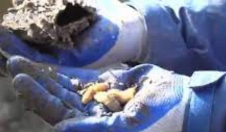 Săn lùng hang ổ, chuyên gia bắt sống 3 mối chúa ‘thành tinh cực hiếm-1