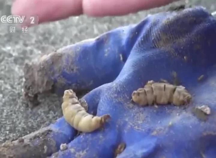 Săn lùng hang ổ, chuyên gia bắt sống 3 mối chúa ‘thành tinh cực hiếm-2