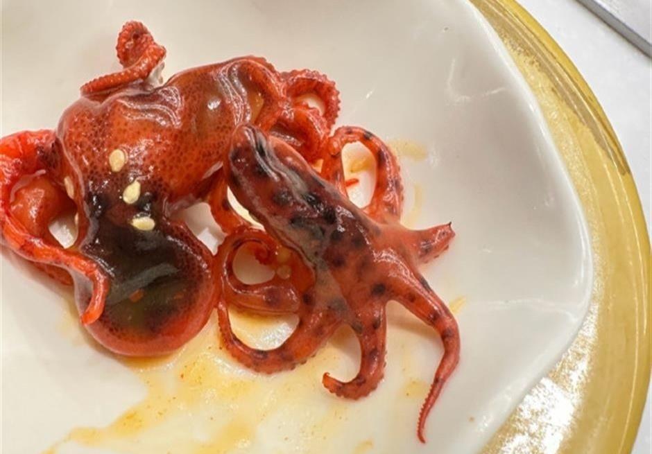 Thực khách suýt ăn món sushi bạch tuộc chứa chất kịch độc-1