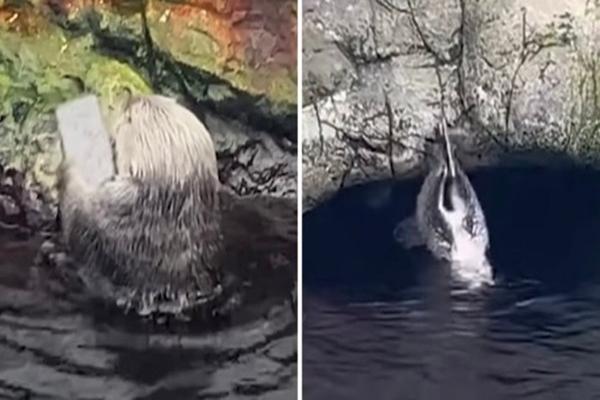 Khách tham quan sở thú làm rơi iPhone, con rái cá nhặt được có hành động cực bất ngờ-1