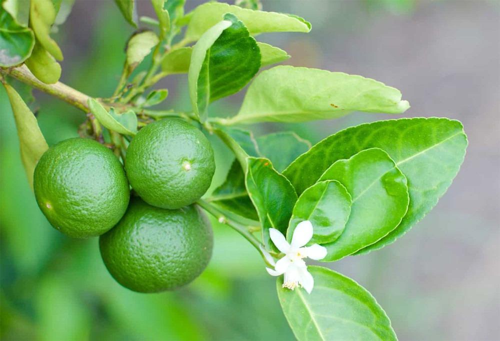 Vỏ chanh đắng nhưng có nhiều tác dụng với sức khỏe-1