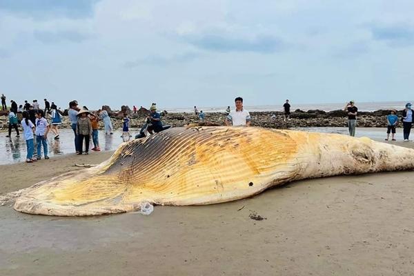 Phát hiện xác cá voi nặng trên 5 tấn trôi dạt vào bờ biển Nam Định-1