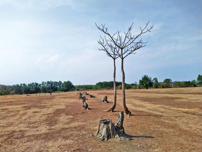 Đồi cừu đẹp như phim ở Bà Rịa - Vũng Tàu hút du khách dịp lễ-2