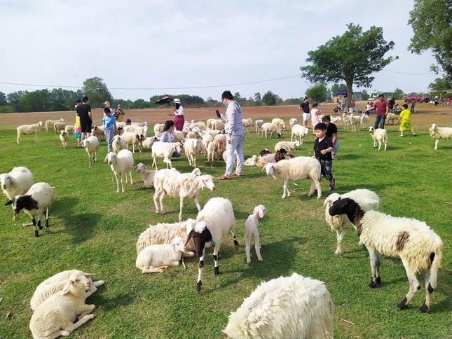 Đồi cừu đẹp như phim ở Bà Rịa - Vũng Tàu hút du khách dịp lễ-5