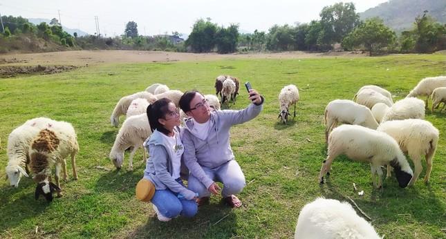 Đồi cừu đẹp như phim ở Bà Rịa - Vũng Tàu hút du khách dịp lễ-8