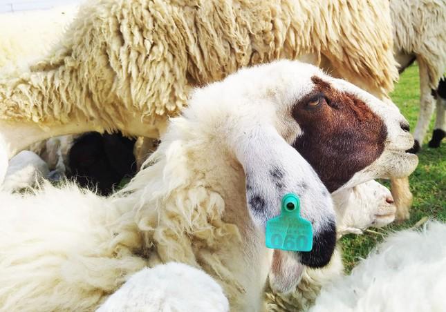 Đồi cừu đẹp như phim ở Bà Rịa - Vũng Tàu hút du khách dịp lễ-10