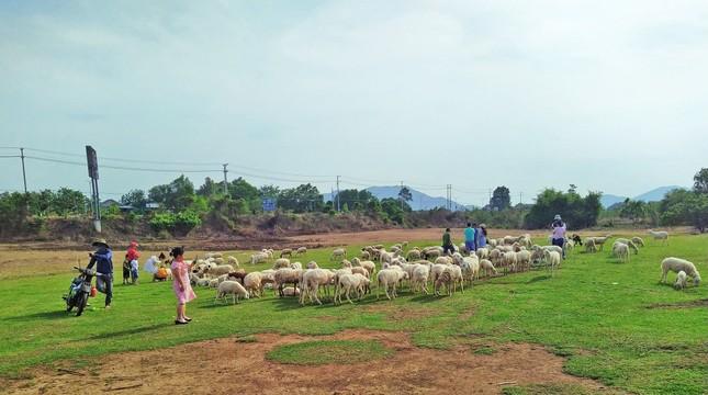 Đồi cừu đẹp như phim ở Bà Rịa - Vũng Tàu hút du khách dịp lễ-12