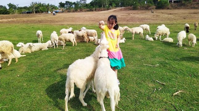 Đồi cừu đẹp như phim ở Bà Rịa - Vũng Tàu hút du khách dịp lễ-11