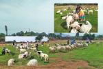 Đồi cừu đẹp như phim ở Bà Rịa - Vũng Tàu hút du khách dịp lễ