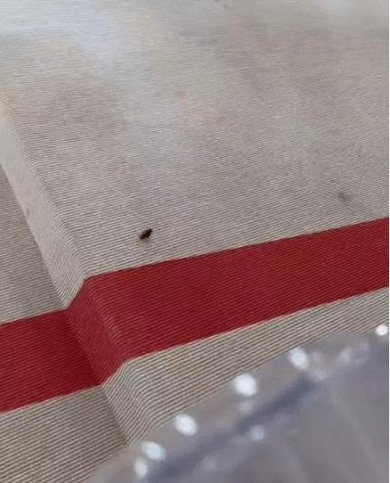 Thảm đỏ danh giá Met Gala náo loạn vì gián-2