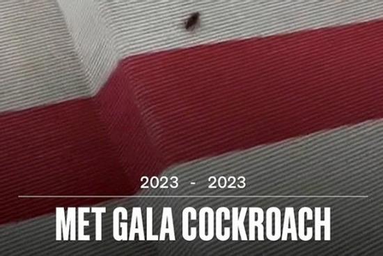 Thảm đỏ danh giá Met Gala náo loạn vì gián