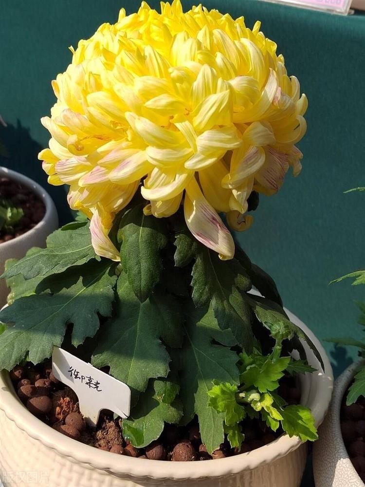 Trắc nghiệm tâm lý: Bạn thấy bông hoa nào đẹp nhất?-3