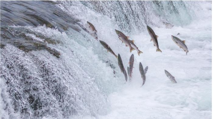 Kỳ lạ loài vật mỗi lần làm chuyện ấy là khiến cả Trái đất rung chuyển-3