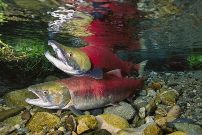 Kỳ lạ loài vật mỗi lần làm chuyện ấy là khiến cả Trái đất rung chuyển-4