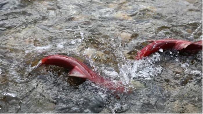 Kỳ lạ loài vật mỗi lần làm chuyện ấy là khiến cả Trái đất rung chuyển-5