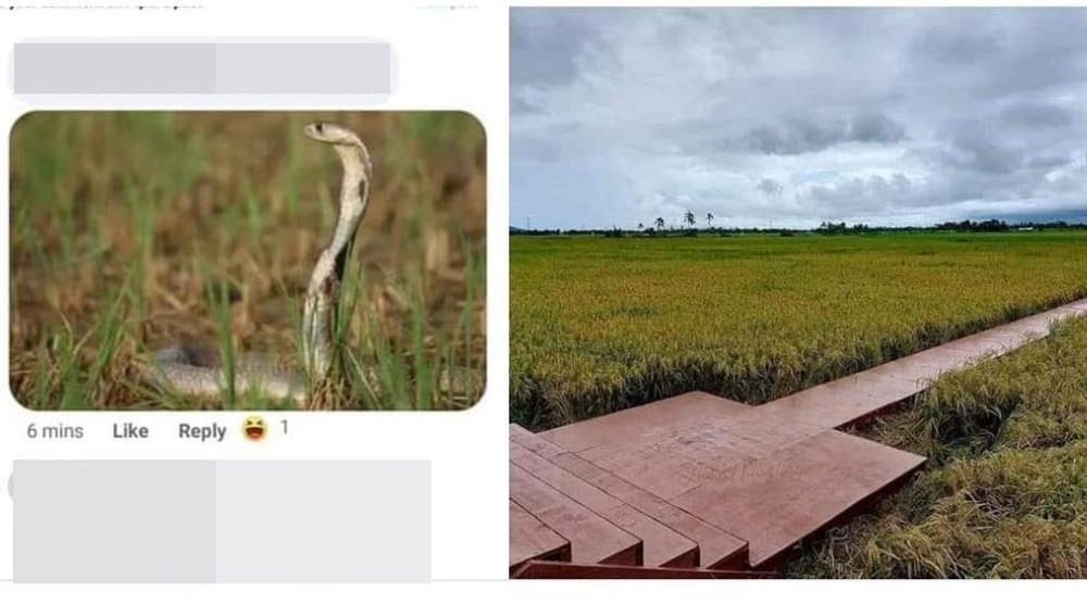 Sân khấu Hoa hậu Hoàn vũ Philippines gây tranh cãi-3