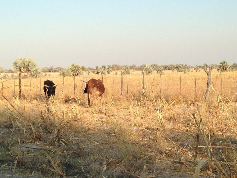 Bảy cách sống sót dưới nắng nóng thiêu đốt-3