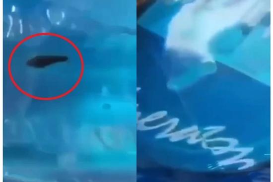 Vụ phát hiện đỉa trong bình nước ở trường mầm non: Vật chứng đã biến mất