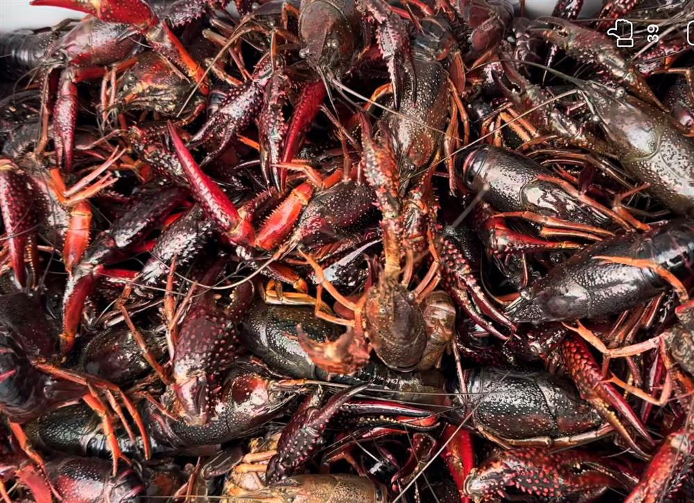 Hàng cấm, nguy hại từ Trung Quốc ship tận cửa khách Việt chuộng ăn-1