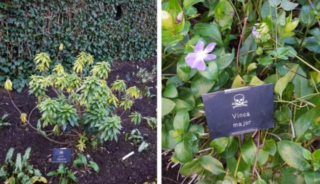 Có gì bên trong khu vườn chỉ cần chạm 1 chiếc lá cũng có thể chết người?-3