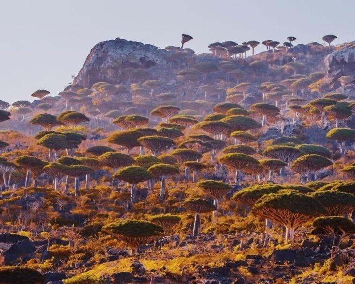 Đảo Socotra độc lạ, được ví như công viên kỷ Jura viễn tưởng-1