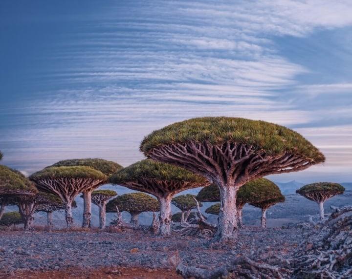 Đảo Socotra độc lạ, được ví như công viên kỷ Jura viễn tưởng-2