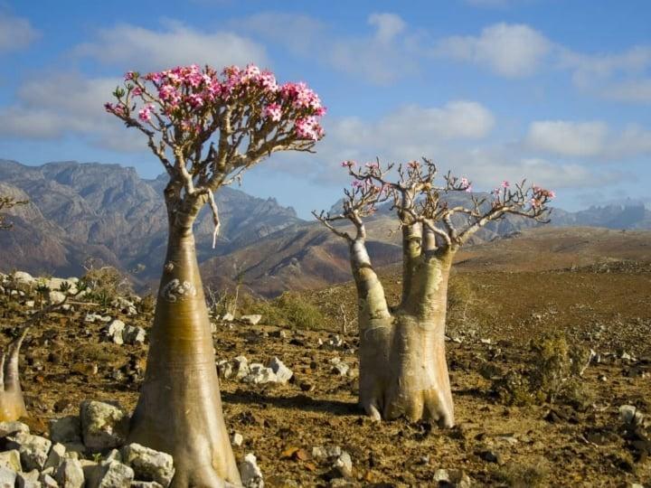 Đảo Socotra độc lạ, được ví như công viên kỷ Jura viễn tưởng-3