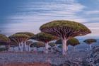 Đảo Socotra độc lạ, được ví như công viên kỷ Jura viễn tưởng