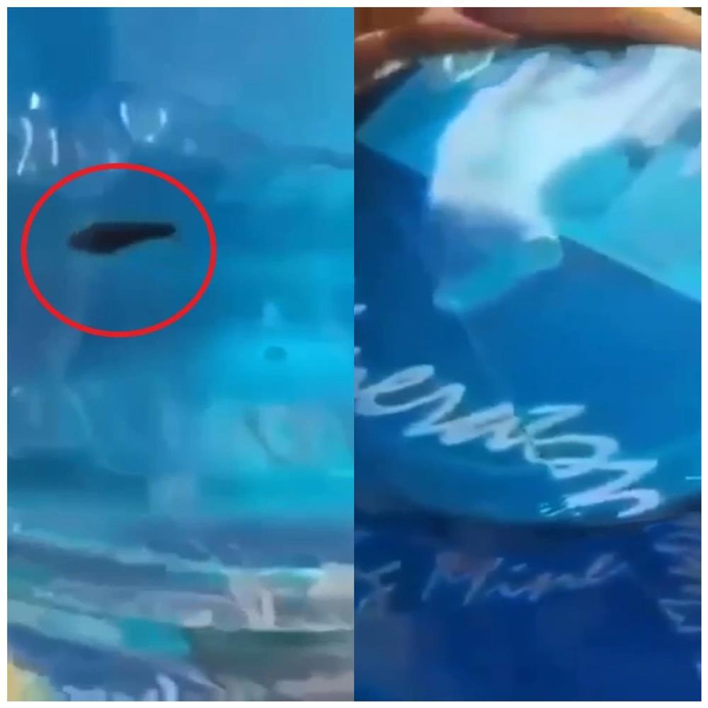 Vụ đỉa trong bình nước: Công ty nghi ngờ kẻ xấu cho dị vật qua van bình-1