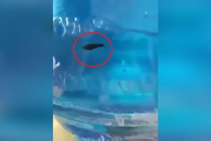 Vụ đỉa ngoe nguẩy trong bình nước: Tiêu hủy tang vật do thiếu hiểu biết?-5