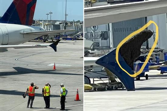 Bị bầy ong khổng lồ bu kín một phần cánh, máy bay 'tê liệt' nhiều giờ